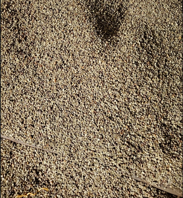 Single-Origin Arabica